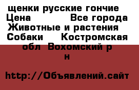 щенки русские гончие › Цена ­ 4 000 - Все города Животные и растения » Собаки   . Костромская обл.,Вохомский р-н